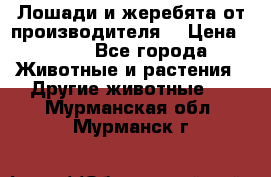 Лошади и жеребята от производителя. › Цена ­ 120 - Все города Животные и растения » Другие животные   . Мурманская обл.,Мурманск г.